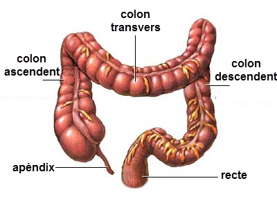 intestino_grueso.jpg